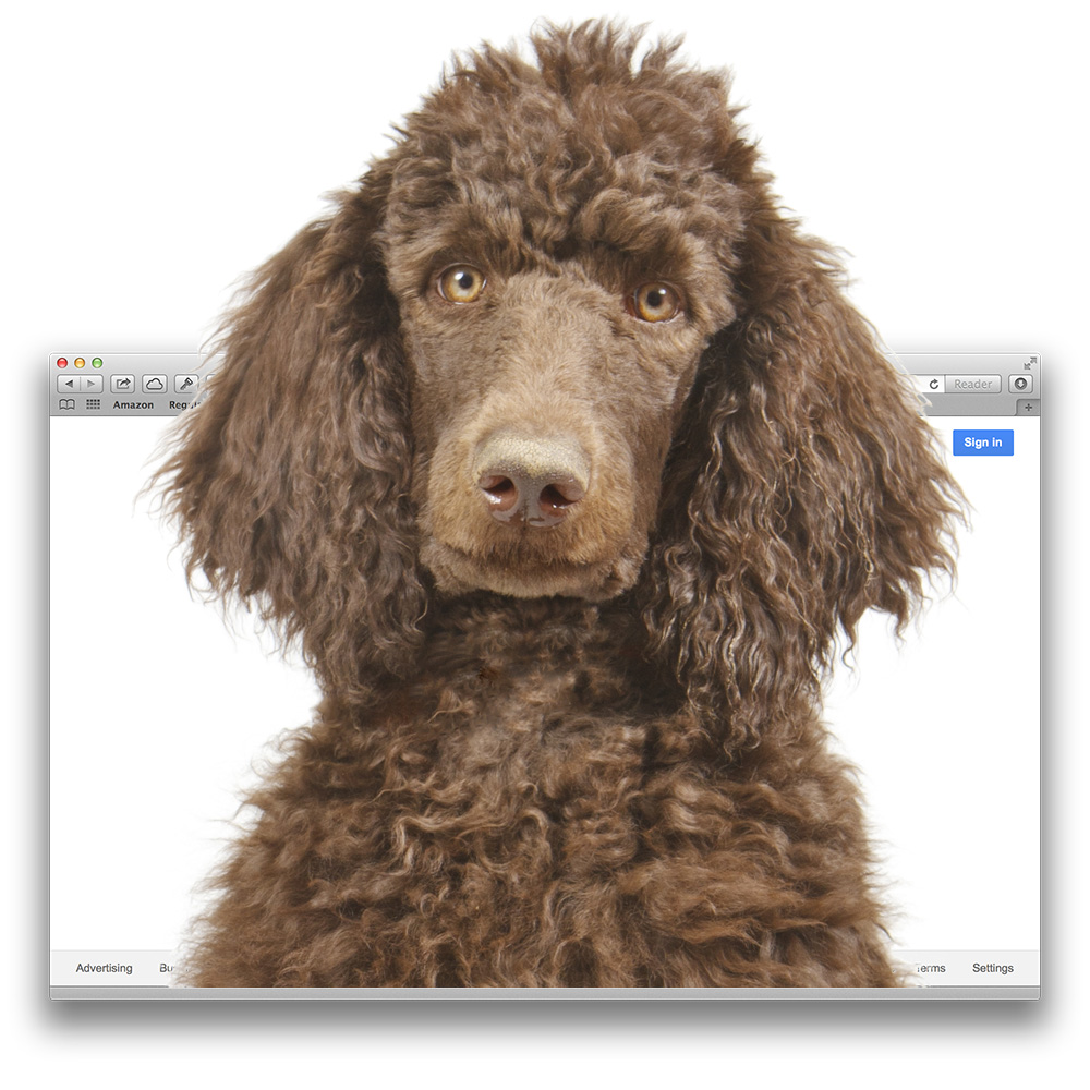 RGP Fights Poodle Security Threat